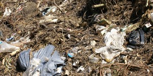 Beitragsbild des Blogbeitrags Plastiksackerl Verbot, brauchen wir das wirklich? 