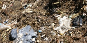 Beitragsbild des Blogbeitrags Plastiksackerl Verbot, brauchen wir das wirklich?