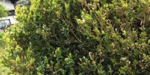Beitragsbild des Blogbeitrags Im Buchs da zünselts