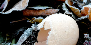 Beitragsbild des Blogbeitrags Biotonne friert auch im Winter