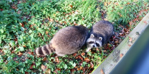Beitragsbild des Blogbeitrags Wildpark Feldkirch