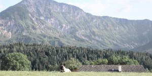 Beitragsbild des Blogbeitrags Sollen wir uns einen Hund anschaffen?