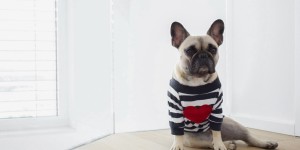 Beitragsbild des Blogbeitrags Warum wir uns für eine Französische Bulldogge entschieden haben 
