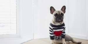 Beitragsbild des Blogbeitrags Warum wir uns für eine Französische Bulldogge entschieden haben