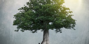 Beitragsbild des Blogbeitrags Althea – The art of trees – Feiner Prog fürs Herz