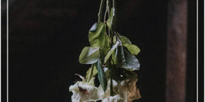 Beitragsbild des Blogbeitrags Attic Stories – Colorless Roses – Single Vorstellung