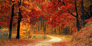 Beitragsbild des Blogbeitrags B(r)uchstücke der Literatur LIII – Der poetische Blick in die Natur