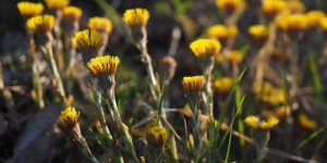 Beitragsbild des Blogbeitrags Stark gegen Husten, Bronchitis und co – der Huflattich, erste Hilfe aus der Natur