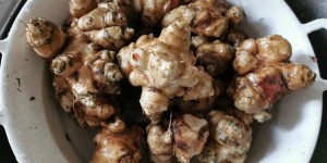 Beitragsbild des Blogbeitrags Topimambur - Alternative zur Kartoffel 