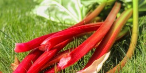 Beitragsbild des Blogbeitrags Rhabarber - das als Obst getarnte, gesunde Gemüse 