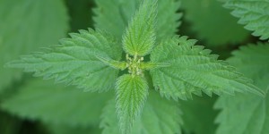Beitragsbild des Blogbeitrags Die Brennnessel - (Un)kraut mit Mehrwert