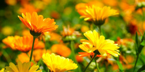 Beitragsbild des Blogbeitrags Ringelblume für eine schöne und gesunde Haut - Ringelblumensalbe selbst gemacht! 