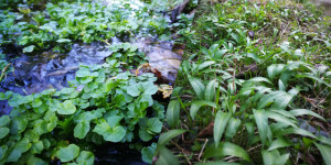 Beitragsbild des Blogbeitrags Bärlauch und Brunnenkresse - antivirale Heilkraft aus der Natur