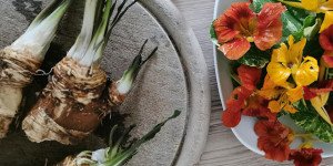 Beitragsbild des Blogbeitrags Oma´s Antibiotika für den Winter