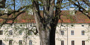Beitragsbild des Blogbeitrags JUFA Hotel Stift Gurk**** - Auf den Spuren ayurvedischer Medizin