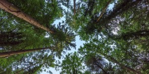 Beitragsbild des Blogbeitrags INFLUENCERS & TREES // fashion, lifestyle, teamTree