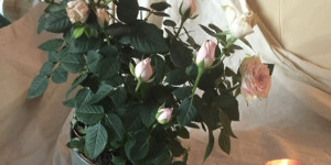 Beitragsbild des Blogbeitrags this and that// lifestyle, DIYs