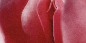Beitragsbild des Blogbeitrags Wessen Körper? Dessen Entscheidung.
