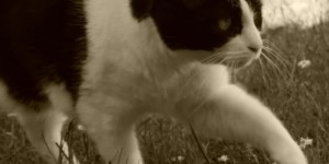 Beitragsbild des Blogbeitrags A friend like you