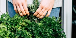 Beitragsbild des Blogbeitrags Kräuter im Herbst| So habe ich sie verarbeitet