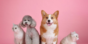 Beitragsbild des Blogbeitrags Die Underdogs beißen nicht! Schafft den 7th-Seed besser wieder ab