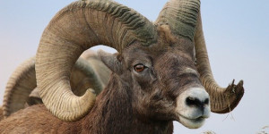 Beitragsbild des Blogbeitrags Kassandrarufe stimmen nicht! Warum die Rams auch 2022 ein Superbowl-Kandidat sein werden