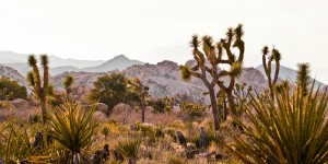 Beitragsbild des Blogbeitrags Joshua Tree National Park Highlights – die besten Tipps für 1-2 Tage