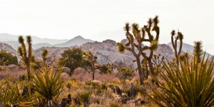 Beitragsbild des Blogbeitrags Joshua Tree National Park Highlights – die besten Tipps für 1-2 Tage 