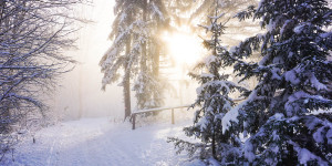 Beitragsbild des Blogbeitrags Am Anninger wandern im Winter: ein Wienerwald-Klassiker 