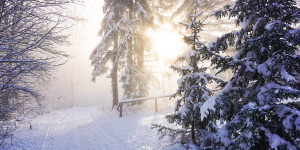Beitragsbild des Blogbeitrags Am Anninger wandern im Winter: ein Wienerwald-Klassiker