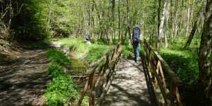 Beitragsbild des Blogbeitrags Willersdorfer Schlucht – Natur pur im Südburgenland 