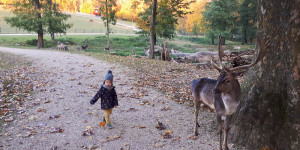 Beitragsbild des Blogbeitrags Wildpark Ernstbrunn: Familien-Ausflugsziel im Weinviertel