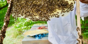 Beitragsbild des Blogbeitrags AbHof-Tour bei der Wiener Bezirksimkerei