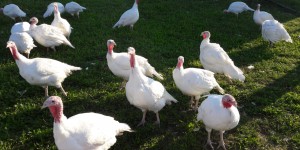 Beitragsbild des Blogbeitrags Rameder Ab-Hof-Verkauf