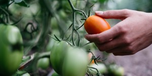 Beitragsbild des Blogbeitrags Neue und innovative Formen der Direktvermarktung landwirtschaftlicher Produkte