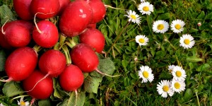 Beitragsbild des Blogbeitrags Gesund und saisonal snacken – 5 Fakten über Radieschen
