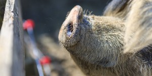 Beitragsbild des Blogbeitrags Bauern reden jetzt offen – Transparenz in der Fleischherkunft: UngerHof im Interview – Teil 2