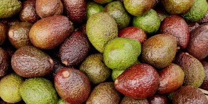 Beitragsbild des Blogbeitrags Trendfrucht Avocado – “Superfood” oder Fassade?