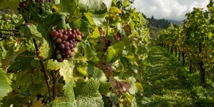 Beitragsbild des Blogbeitrags Weinviertler Weingenuss – Ausflugsziel mit Winzer-Tipps 