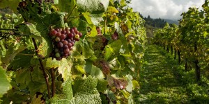 Beitragsbild des Blogbeitrags Weinviertler Weingenuss – Ausflugsziel mit Winzer-Tipps