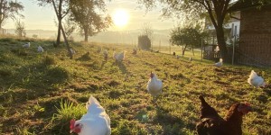 Beitragsbild des Blogbeitrags Frische Eier in bester Qualität – ohne Umwege: Chickenhouse