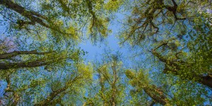 Beitragsbild des Blogbeitrags Lebensbaumkreis Am Himmel – Idylle in der Nähe von Wien 