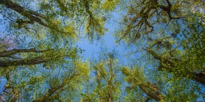 Beitragsbild des Blogbeitrags Lebensbaumkreis Am Himmel – Idylle in der Nähe von Wien