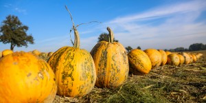 Beitragsbild des Blogbeitrags Ausflugsziel: Kürbisfeld! Mit Tipps zum Kürbiseinkauf und anderen Feldern