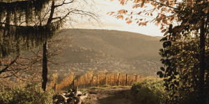 Beitragsbild des Blogbeitrags Herbstliche Ausflugsziele