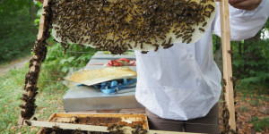 Beitragsbild des Blogbeitrags Woher kommt mein Honig wirklich? Fehlende Herkunfts-Kennzeichnung und regionale Alternativen 