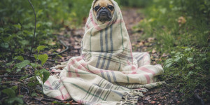Beitragsbild des Blogbeitrags 3 Hausmittel gegen lästige Erkältungen