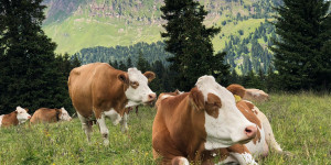 Beitragsbild des Blogbeitrags Artgerechte Tierhaltung – Worauf geachtet wird & warum BIO alleine keine Faustregel für gutes Fleisch ist