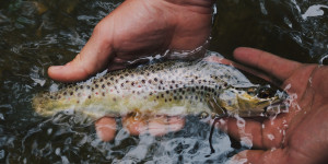 Beitragsbild des Blogbeitrags Woher kommt mein Fisch? Keine offenen Fragen mehr beim Fischeinkauf – Jetzt volle Transparenz
