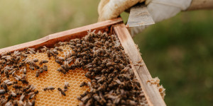 Beitragsbild des Blogbeitrags Initiative Bienen retten: So kannst Du JETZT die kleinen Helfer schützen